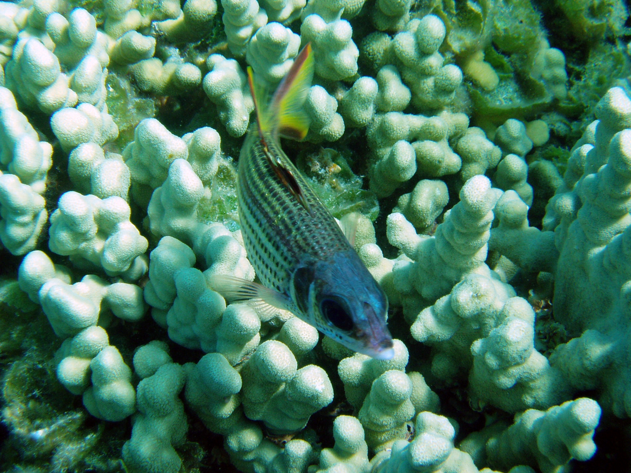 Spotfin squirrelfish