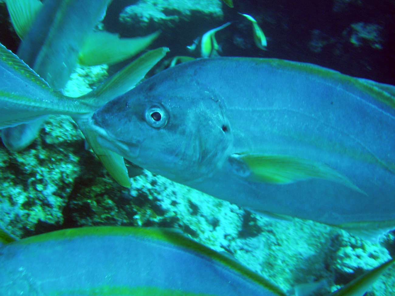 Thicklipped trevally