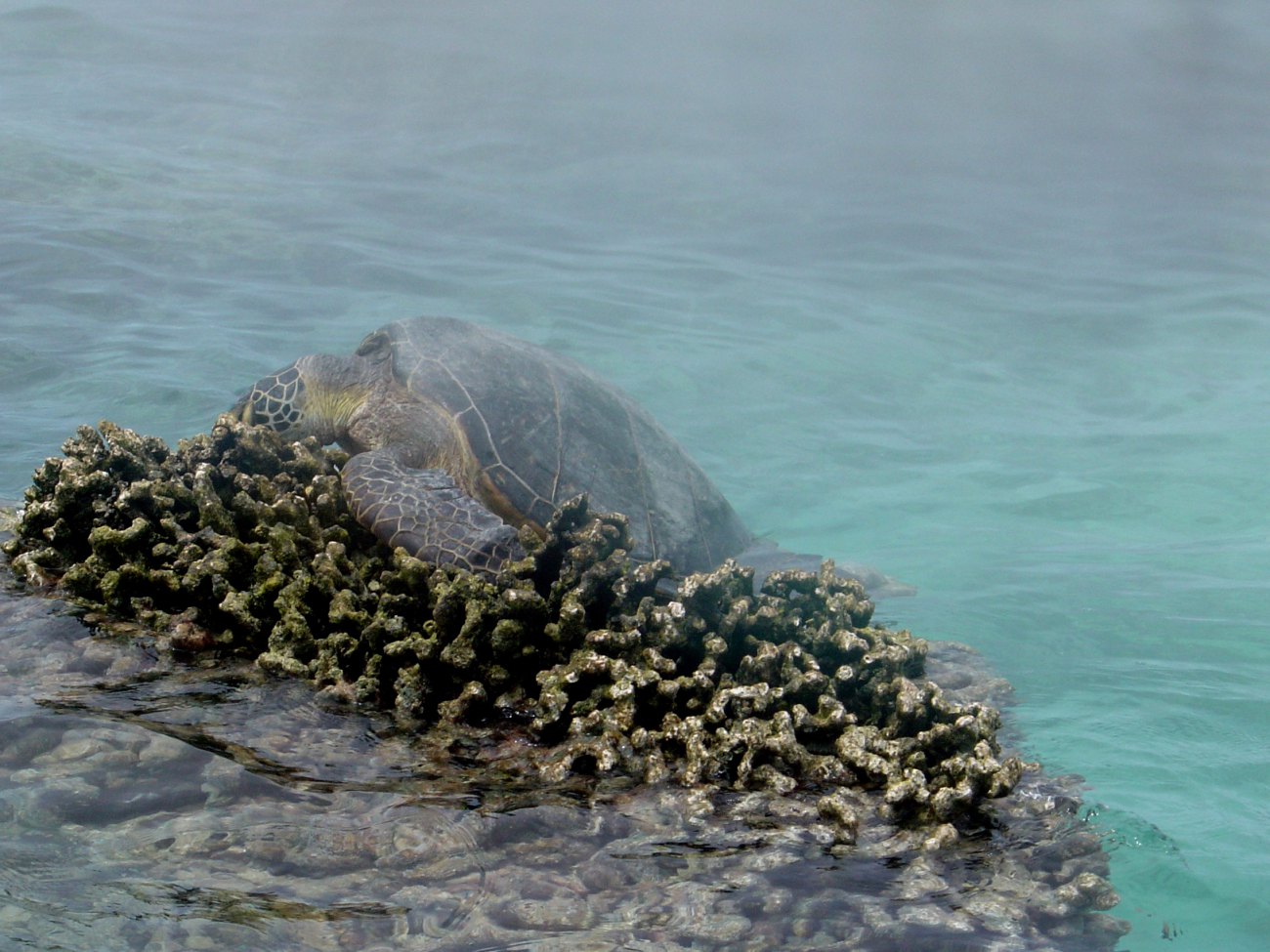 Green turtle (Chelonia mydas) hauling out on reef at Pearl and Hermes Reef