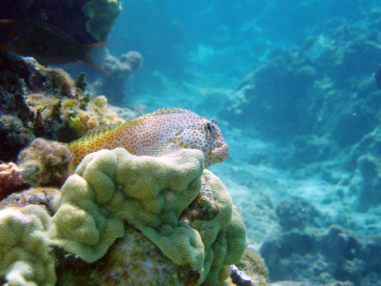 Short-bodied blenny sits atop a ledge