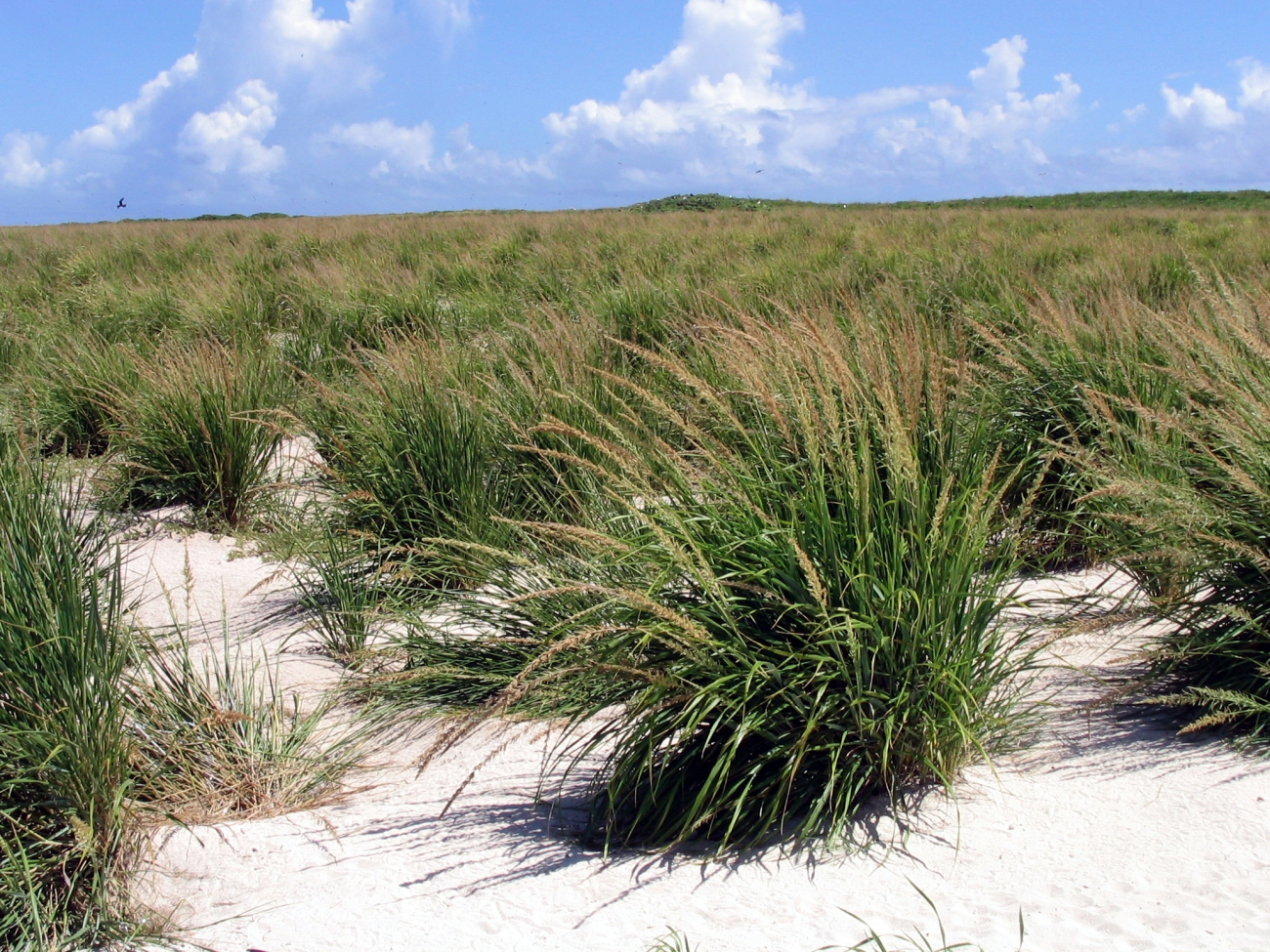 Tufts of grass on Laysan Island