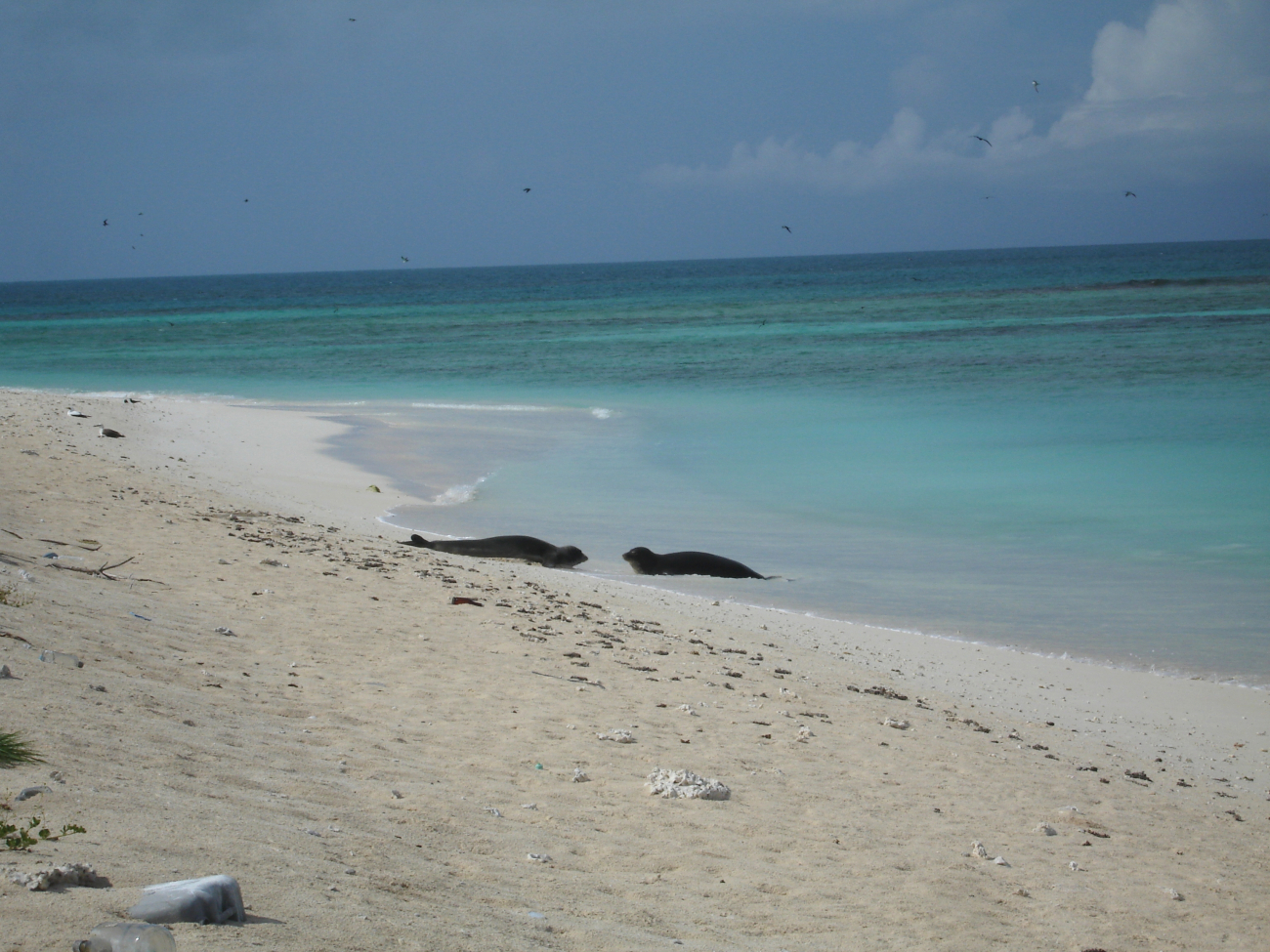 Monk seals on the beach
