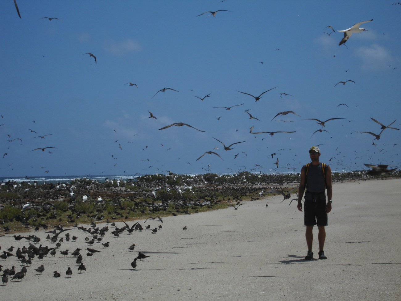 A different species shows up amidst the sea birds of Tern Island