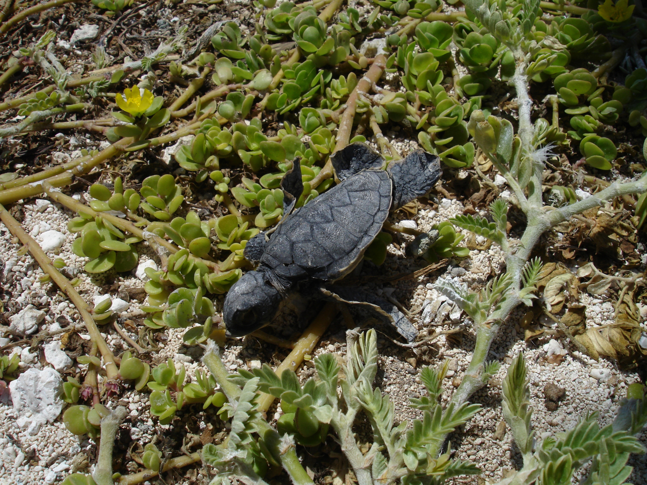 Dead turtle hatchling that made a wrong turn or was picked up and dropped by abird