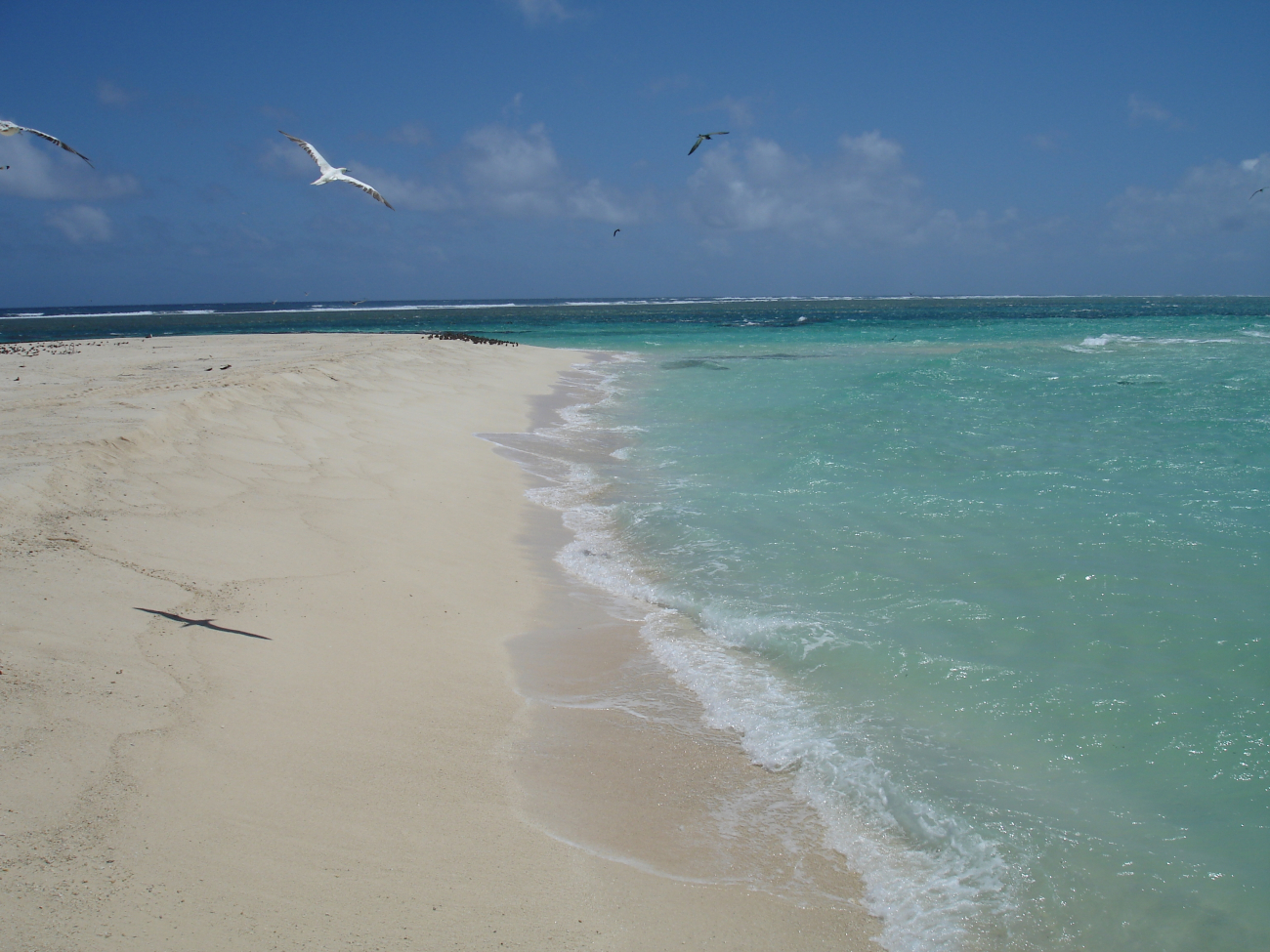 White sands, emerald seas, and graceful birds