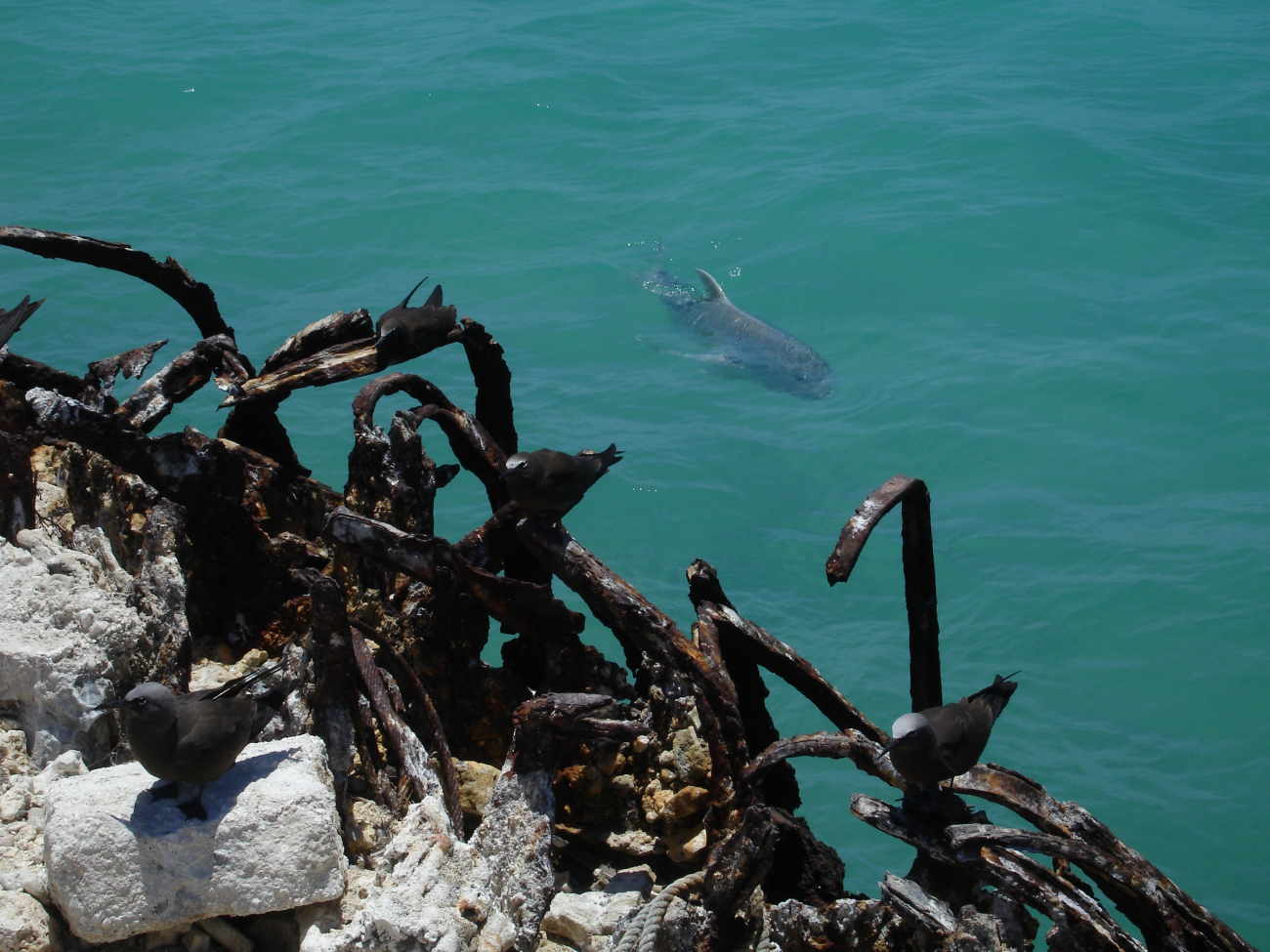 Ulua swimming by the remains of a concrete structure