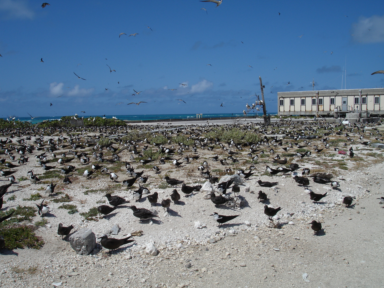 Terns, terns, terns, and a few other kinds of birds on Tern Island
