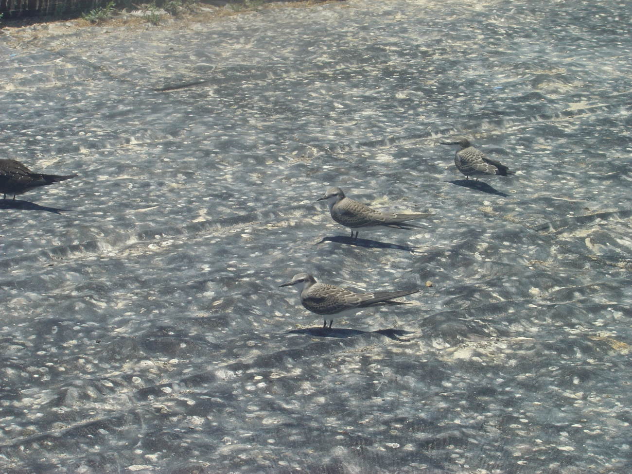 Fledgling grey backed terns