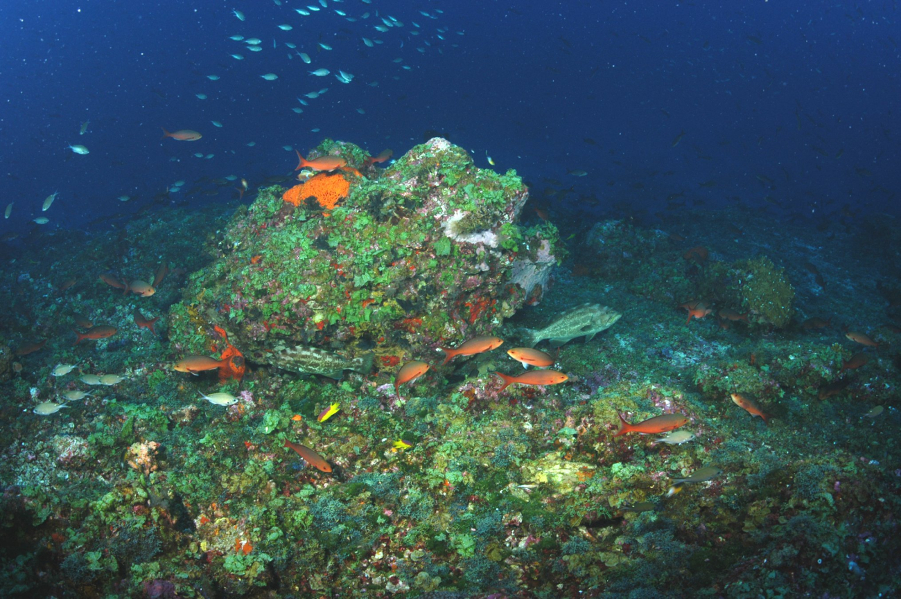 Deepwater habitat at Bright Bank with creole fish, grouper, Spanish hogfish,and brown chromis swimming about