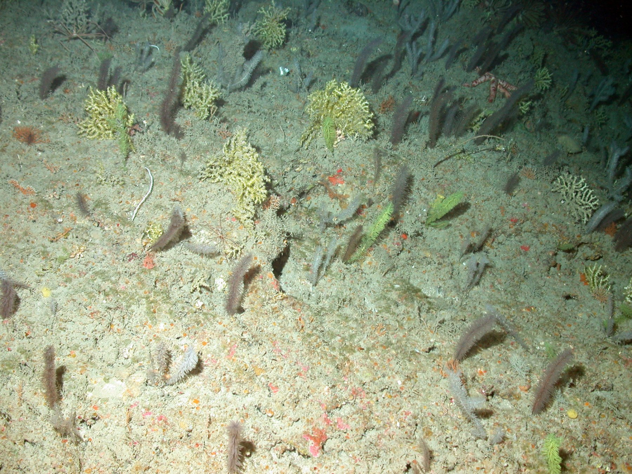 Green, gray, and white bottle brush corals with a few other deepwater coralsmixed in