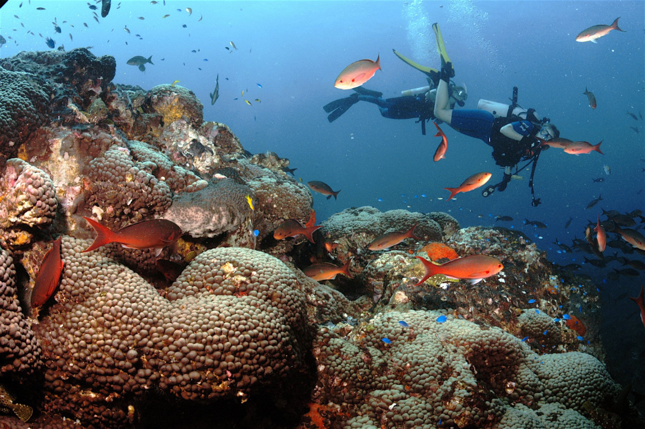 Divers on a rich reef environment including creolefish (Paranthias furcifer)and blue chromis (Chromis cyanea)