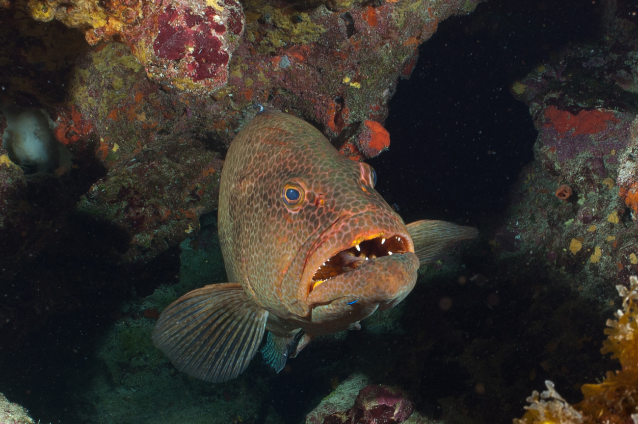 A tiger grouper being cleaned by a neon goby near coral