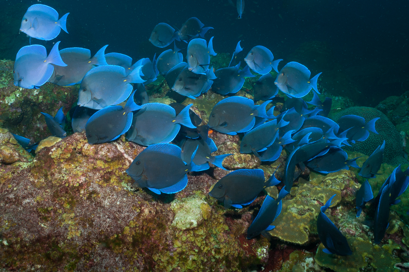 A school of blue tang swim about the reef