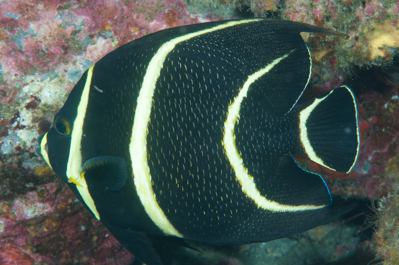 Juvenile French angelfish feeding on coral