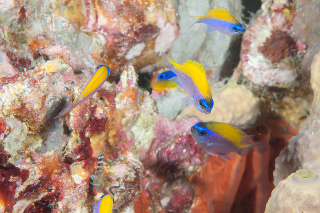 A school of juvenile sunshinefish swim about the reef
