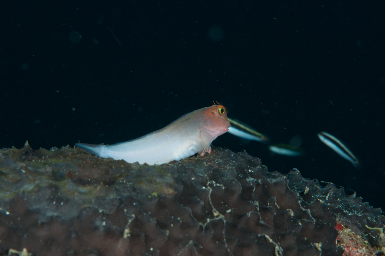 A redlip blenny perched on the reef