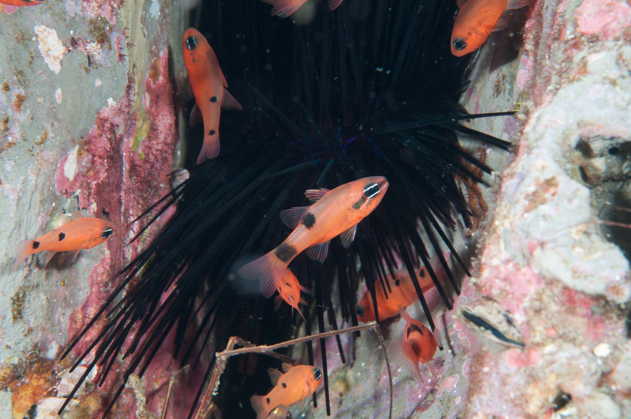 A flamefish and twospot cardinalship swim about the reef