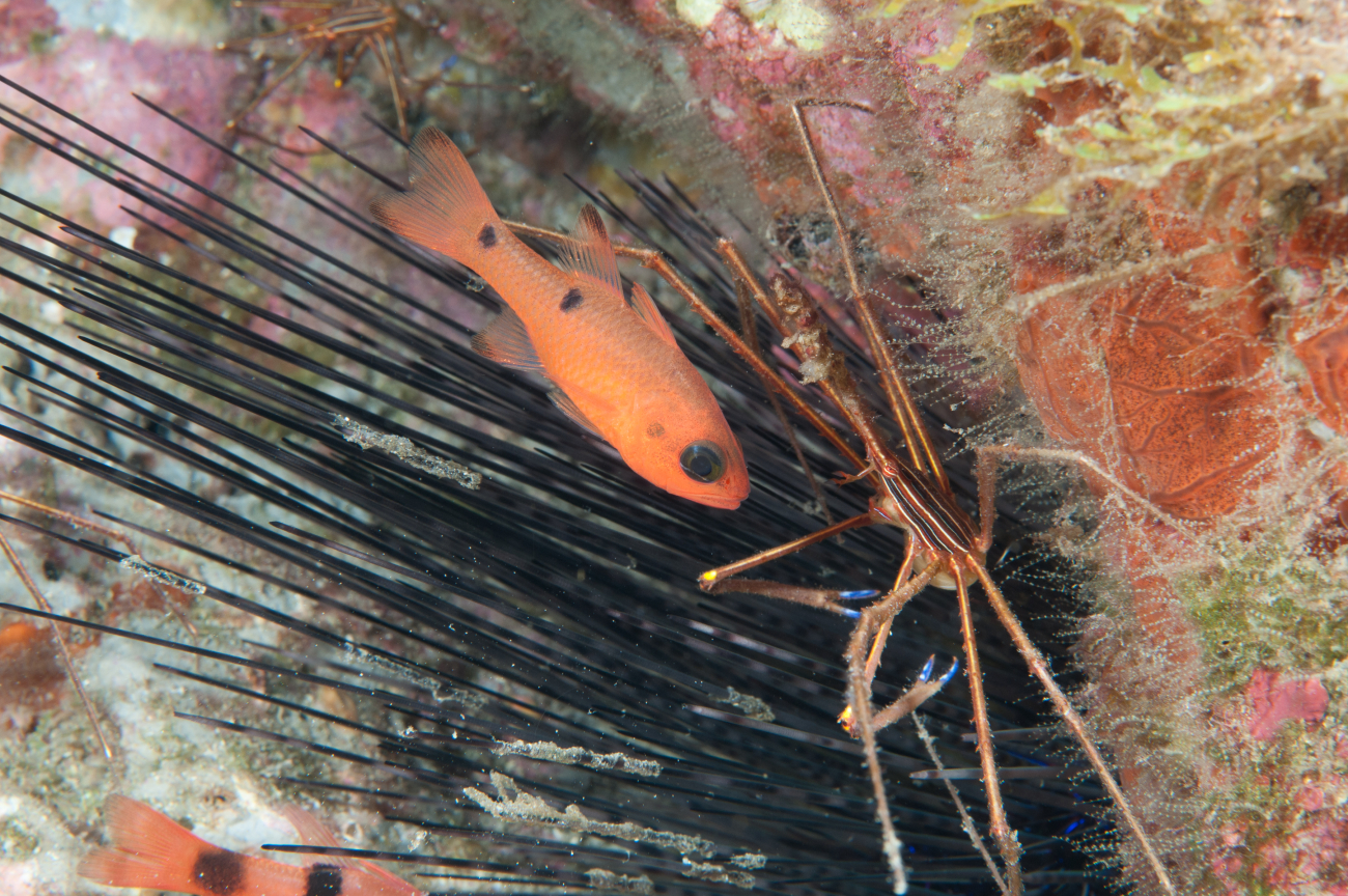 Twospot cardinalfish and an arrow crab