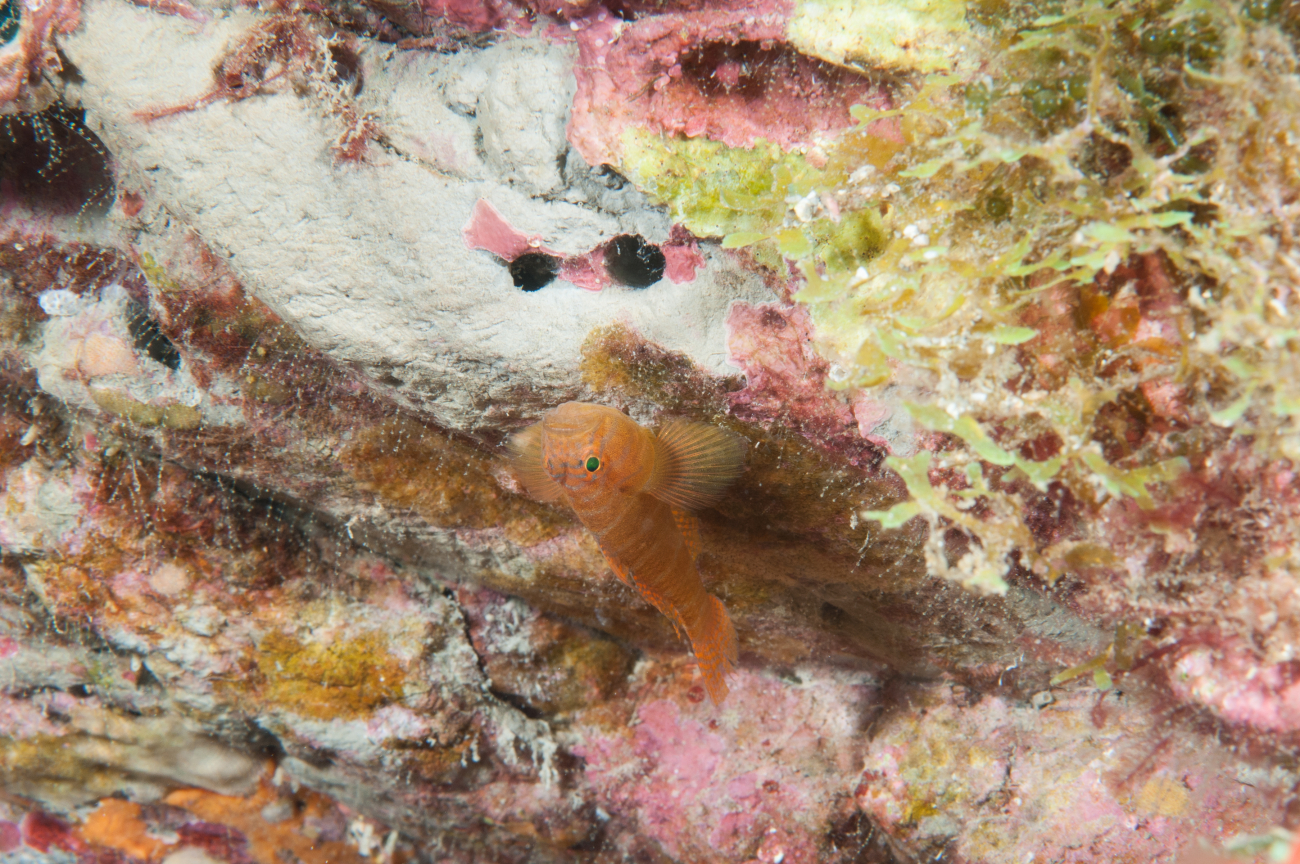 A rusty goby in its signature upside down perch