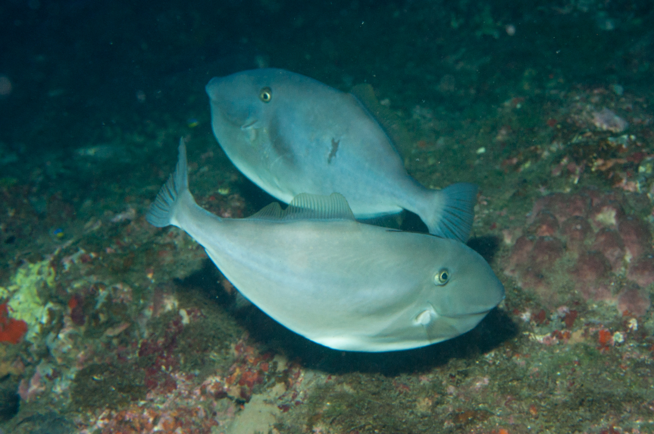 A pair of unicorn filefish