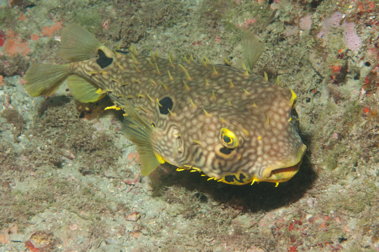 A balloonfish rests near the bottom of the reef