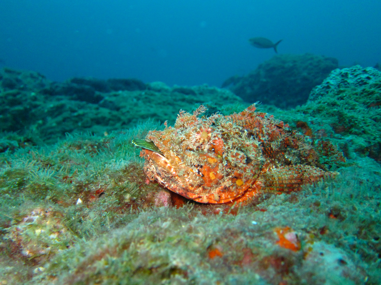 A spotted scorpionfish on the reef