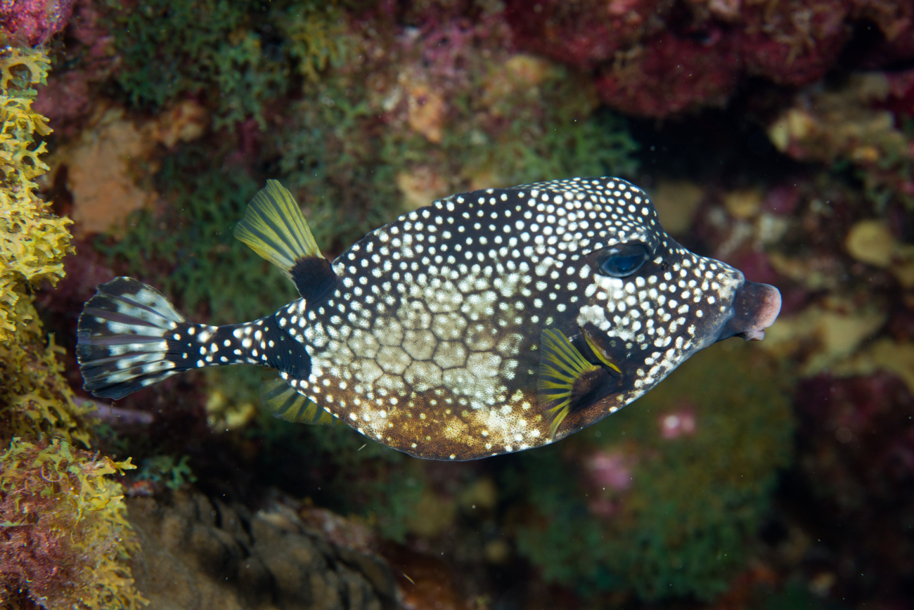 A smooth trunkfish sheltering in coral