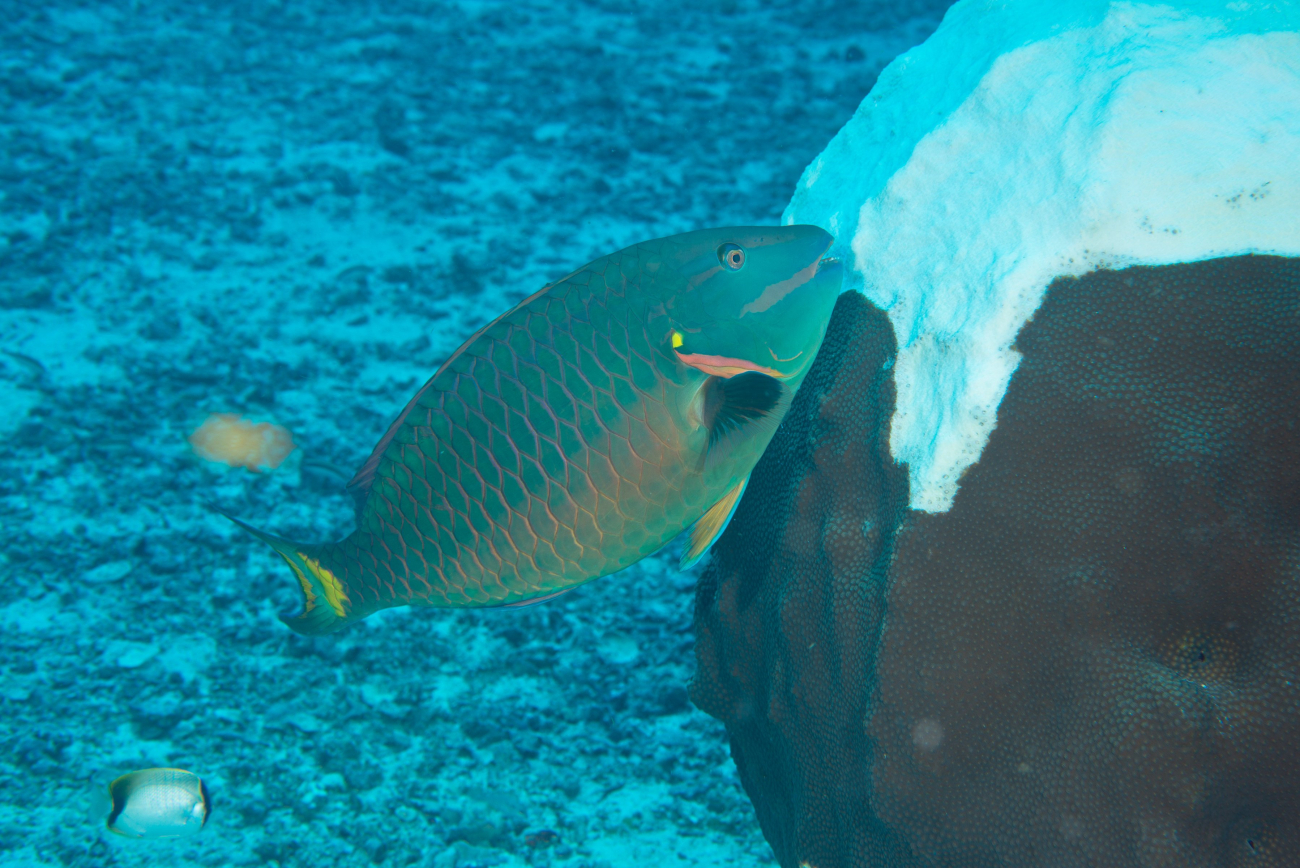 A stoplight parrotfish grazing on mountainous star coral (Orbicella faveolata)on East Flower Garden Bank