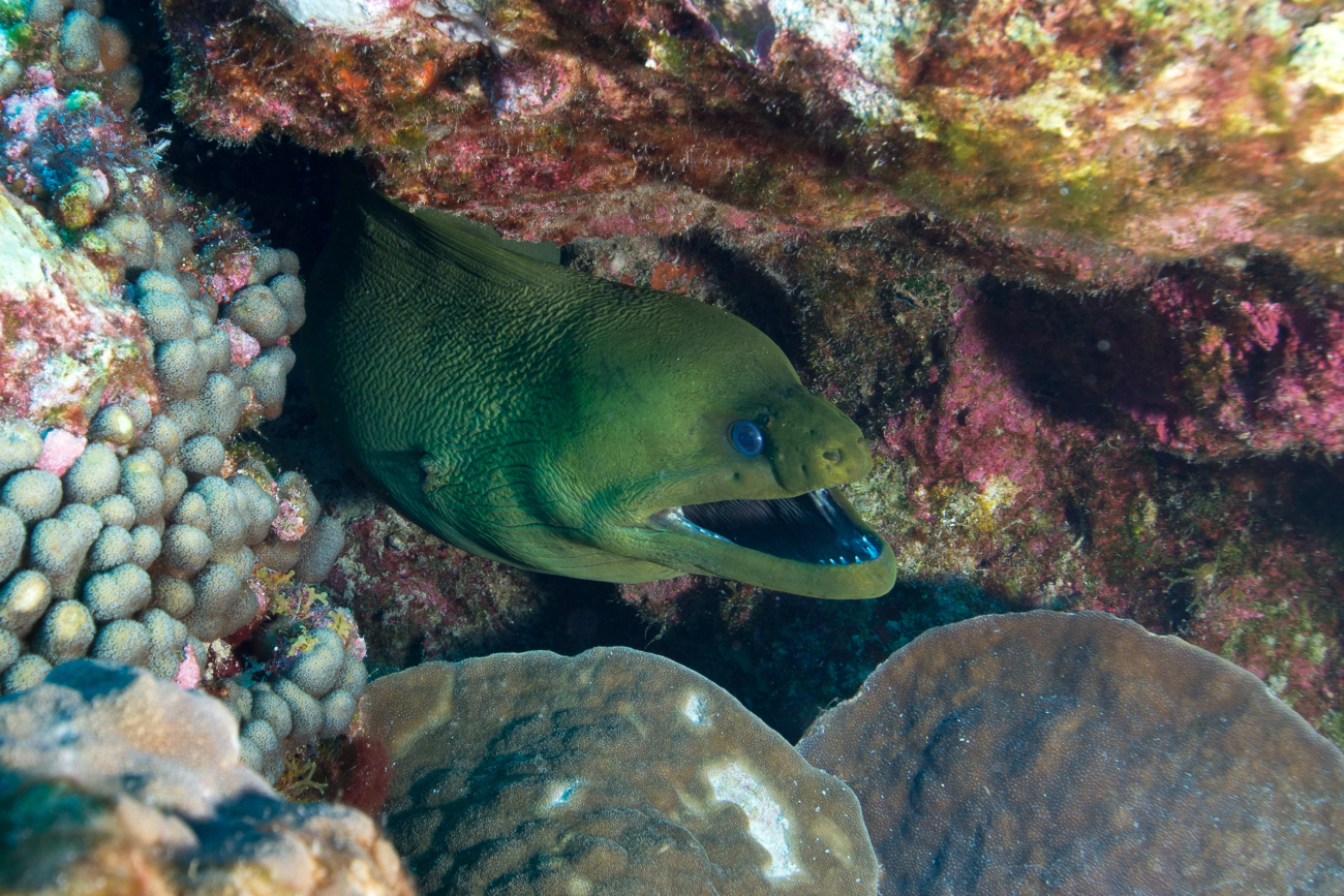 A green moray extending its head from a recess in the coral reef