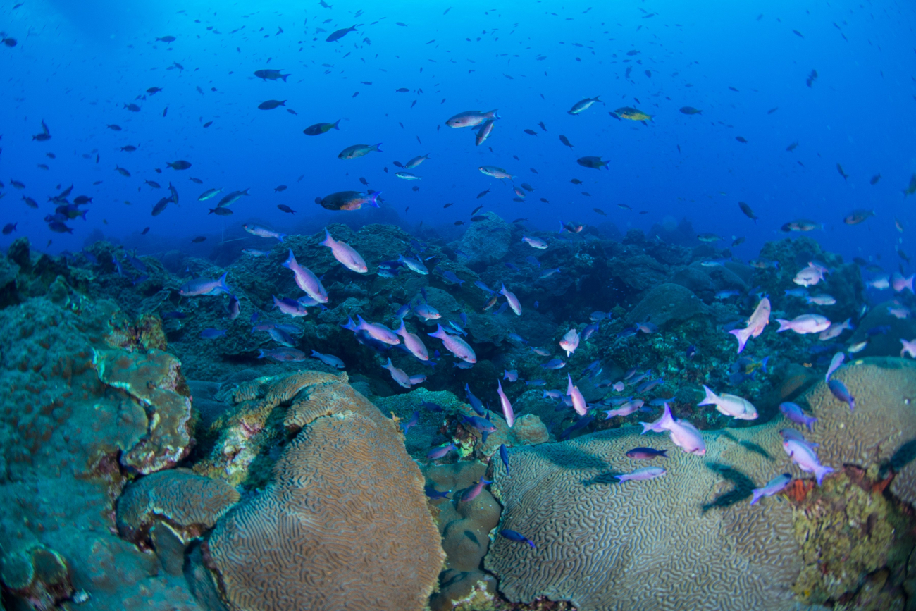 A school of creole wrasse (Clepticus parrae) swim over braincoral heads in East Flower Garden Bank