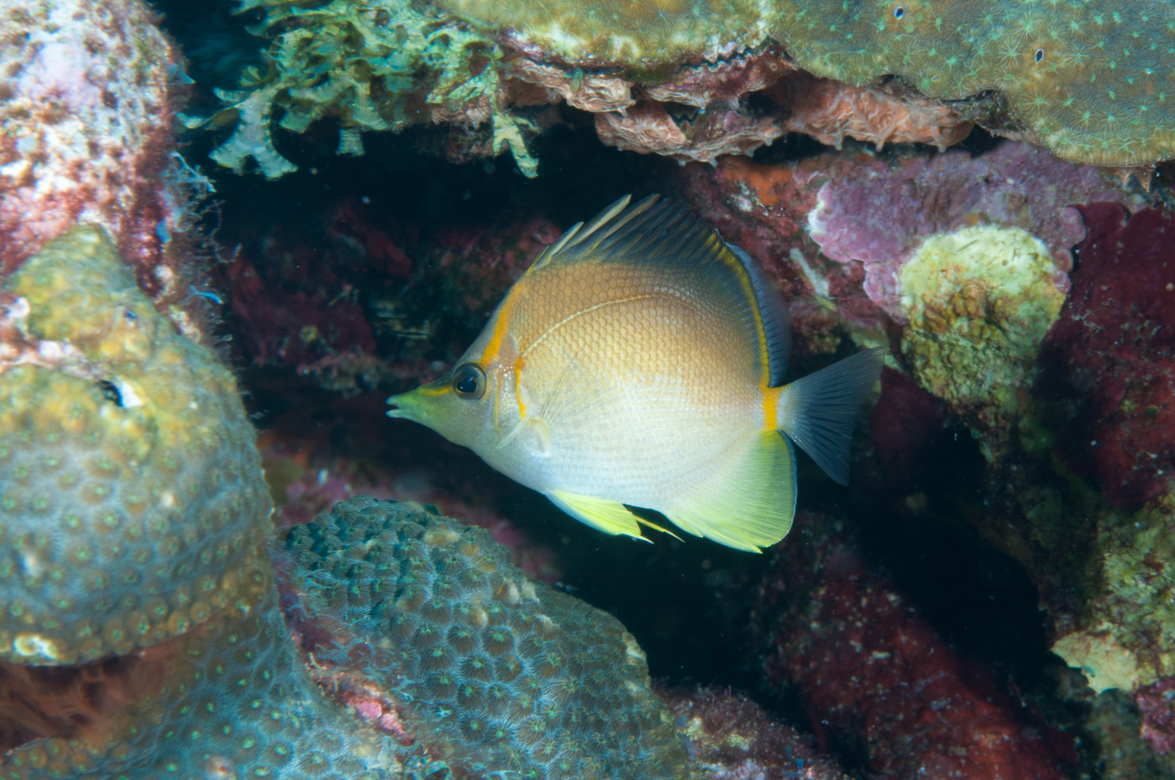 A longsnout butterflyfish amongst coral