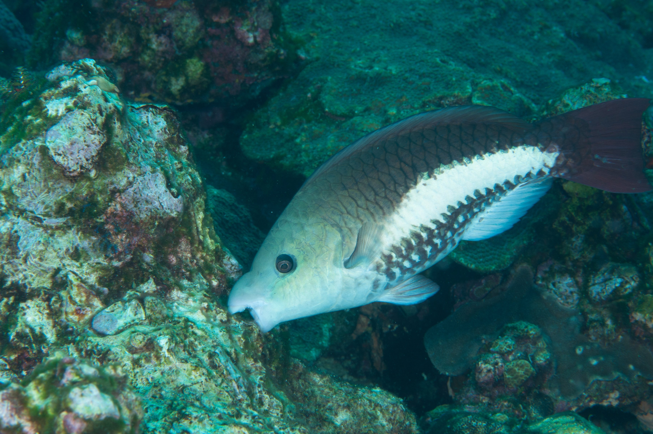 Queen parrotfish initial phase feeding on coral