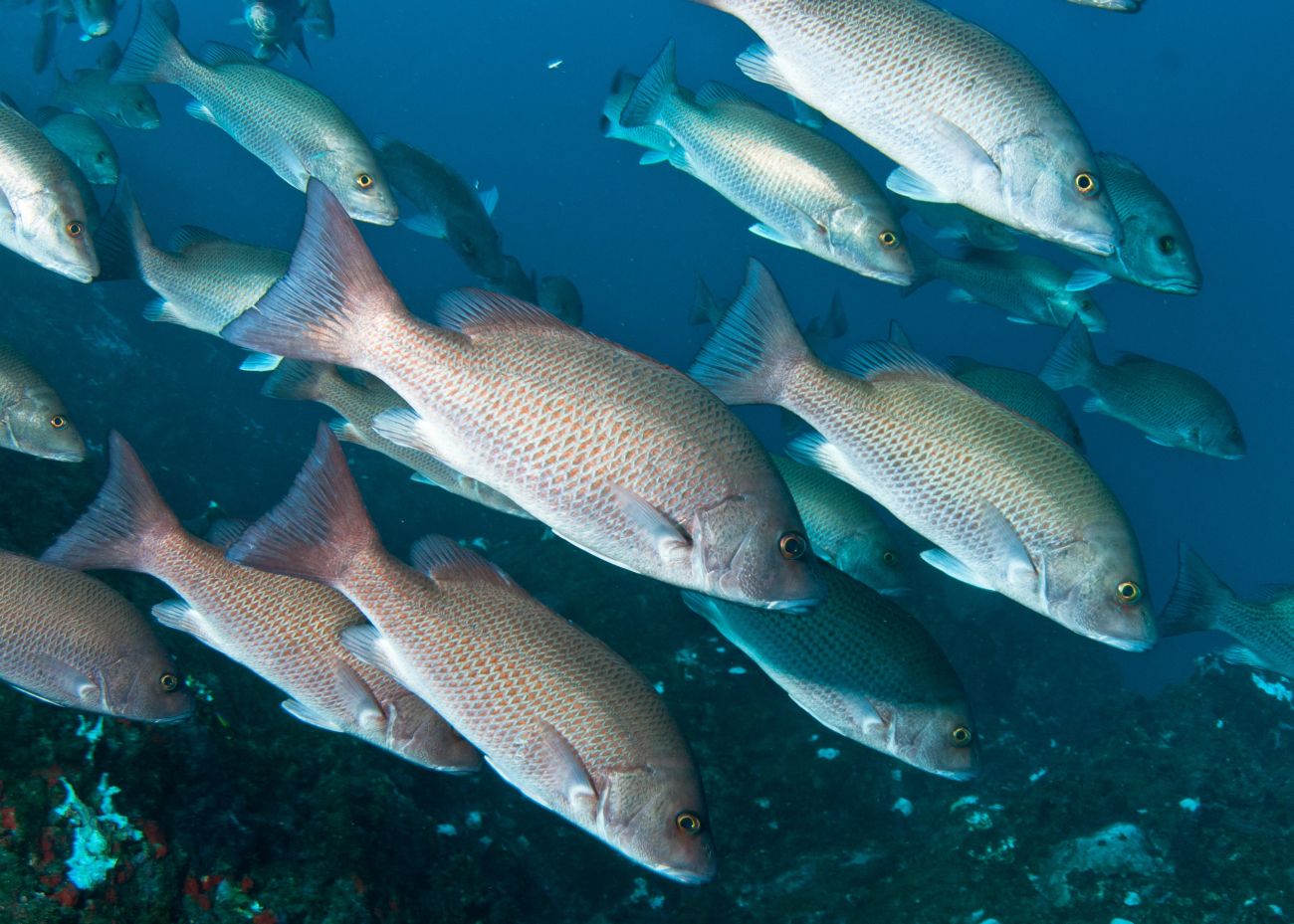 A school of gray snapper with some in the dark reddishbrown phase during a coral bleaching event