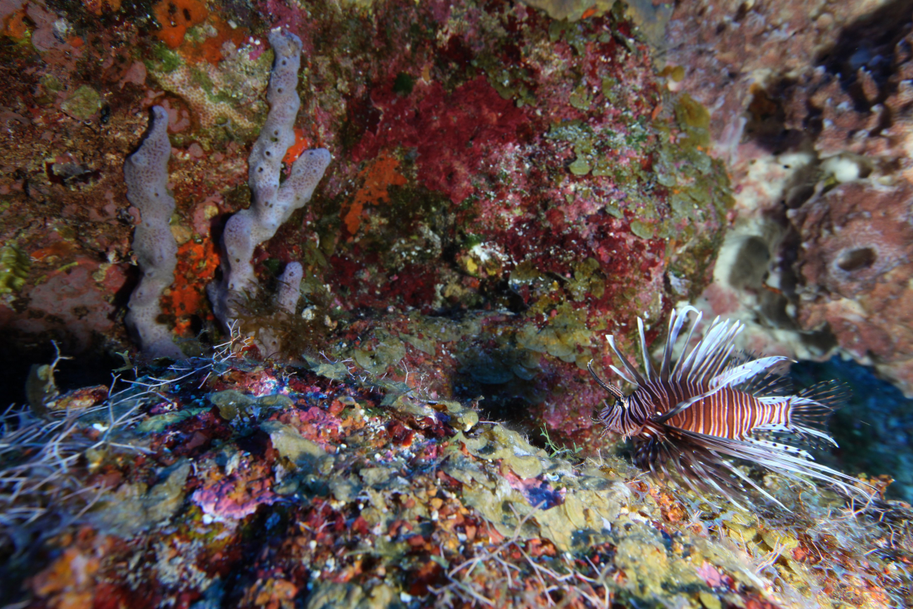 Invasive Indo-Pacific lionfish