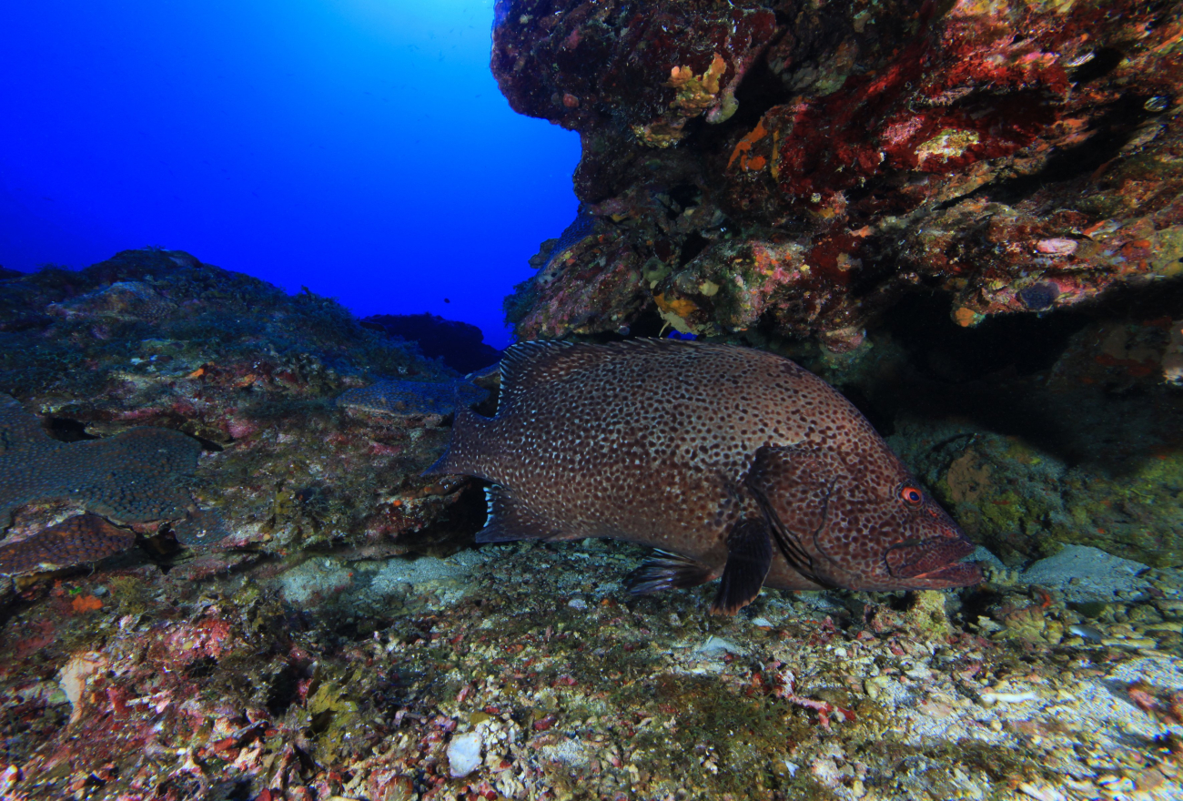 A marbled grouper swims along the reef