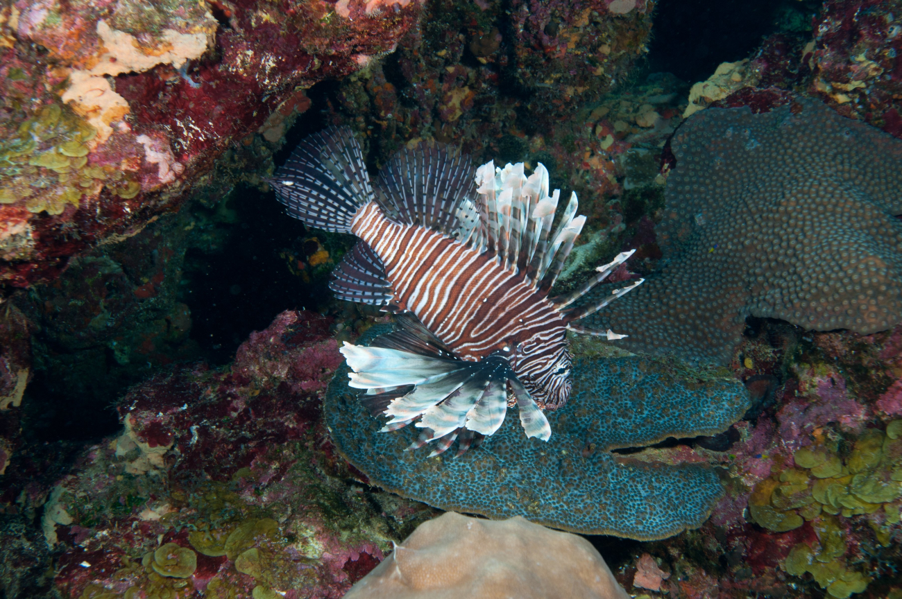 An invasive Indo-Pacific lionfish in East Flower Garden Bank