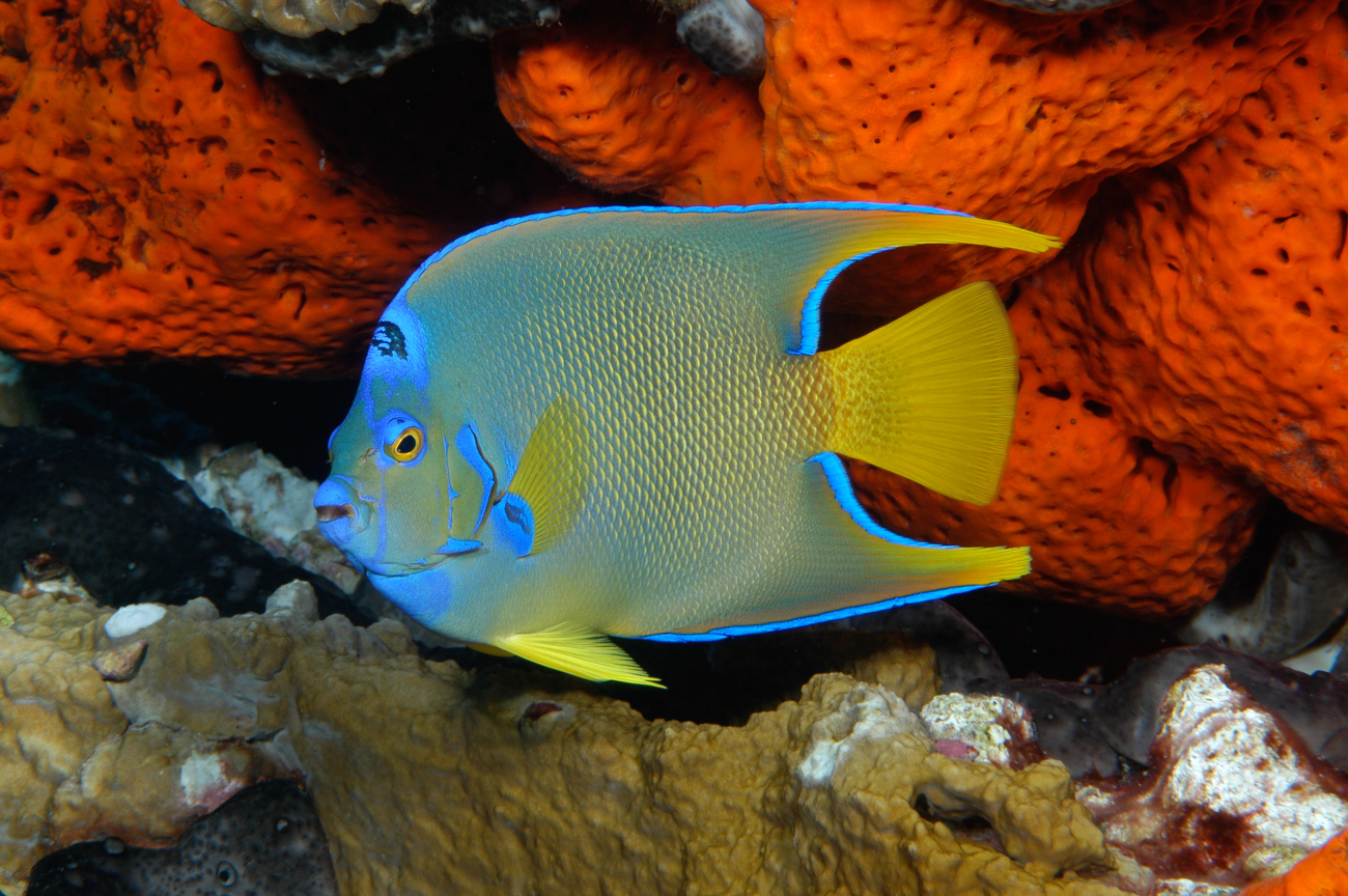 A queen angelfish displaying its crown