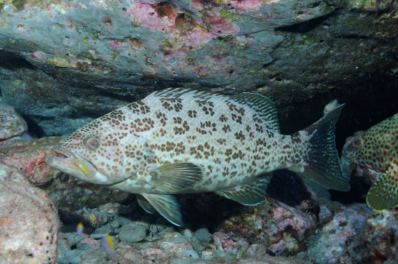 Yellowmouth grouper (Mycteroperca interstitialis) seeking shelter under anoutcropping