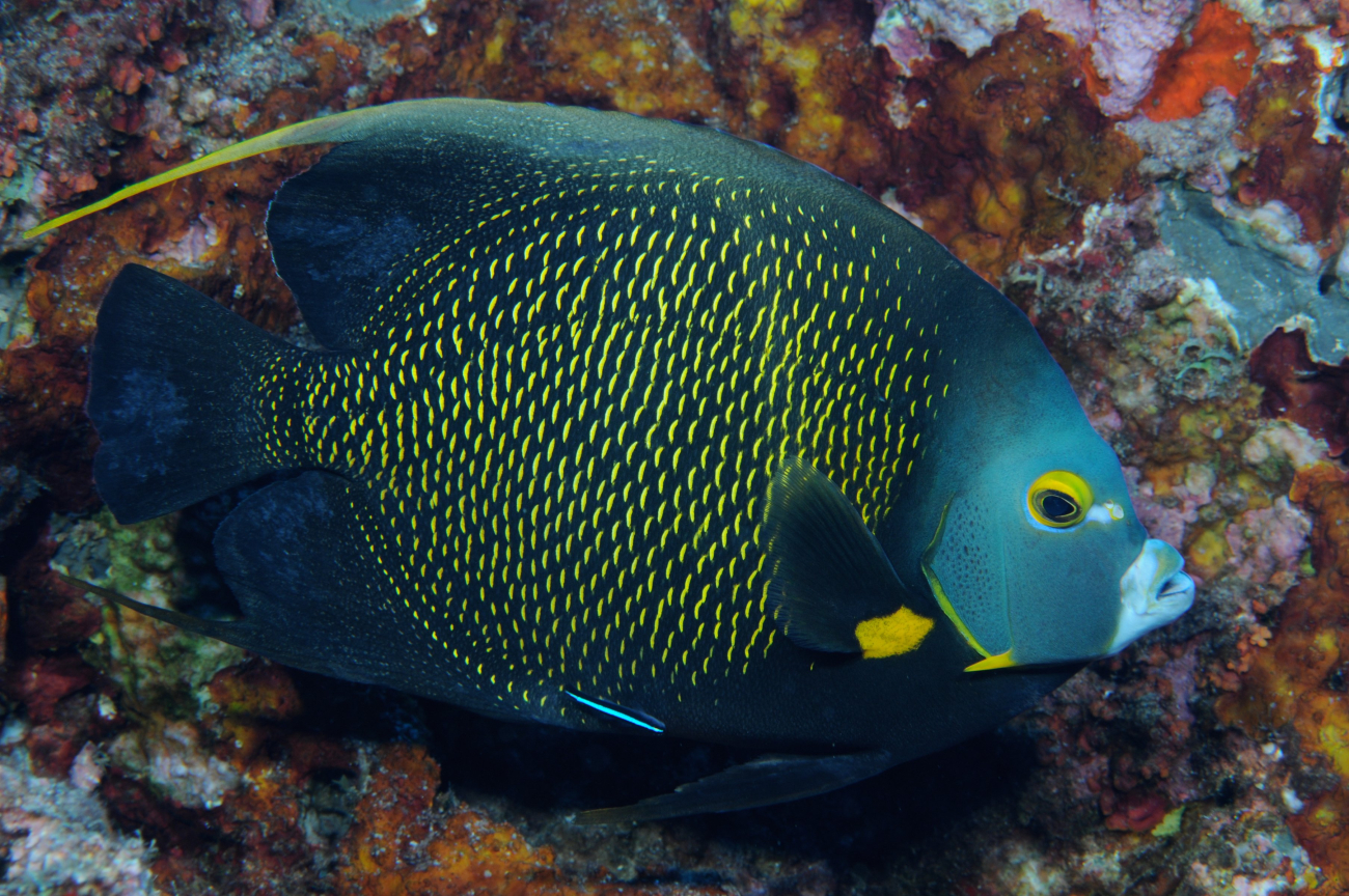 A French angelfish amongst coral