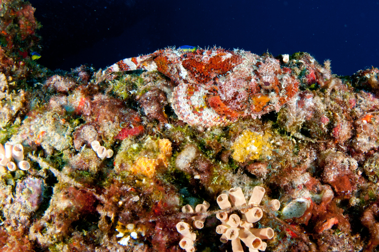Spotted scorpionfish showing off its camouflage on top of coral