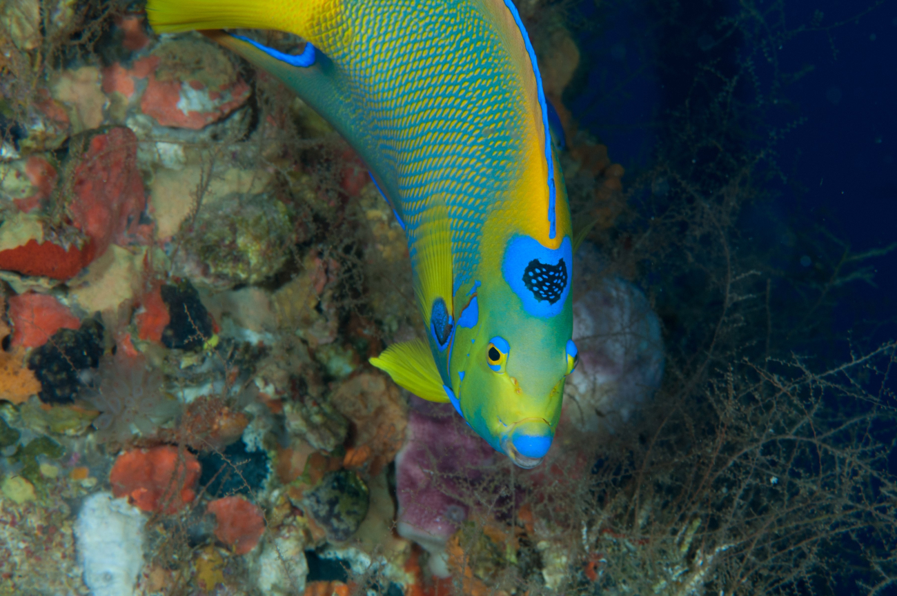A queen angelfish displaying its crown amongs coral