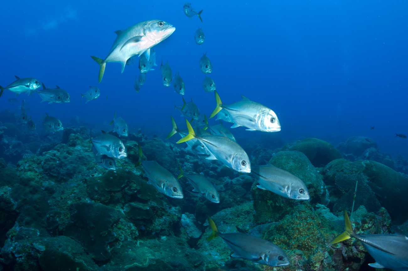 A school of horse-eye jack swim over the reef