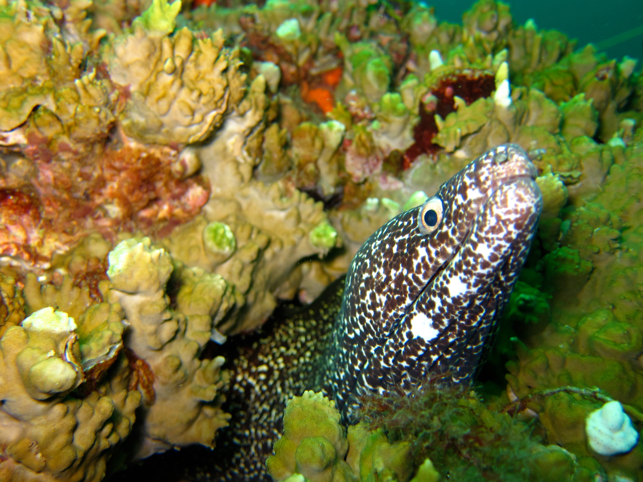 A spotted moray eel peers out from its hole in the coral