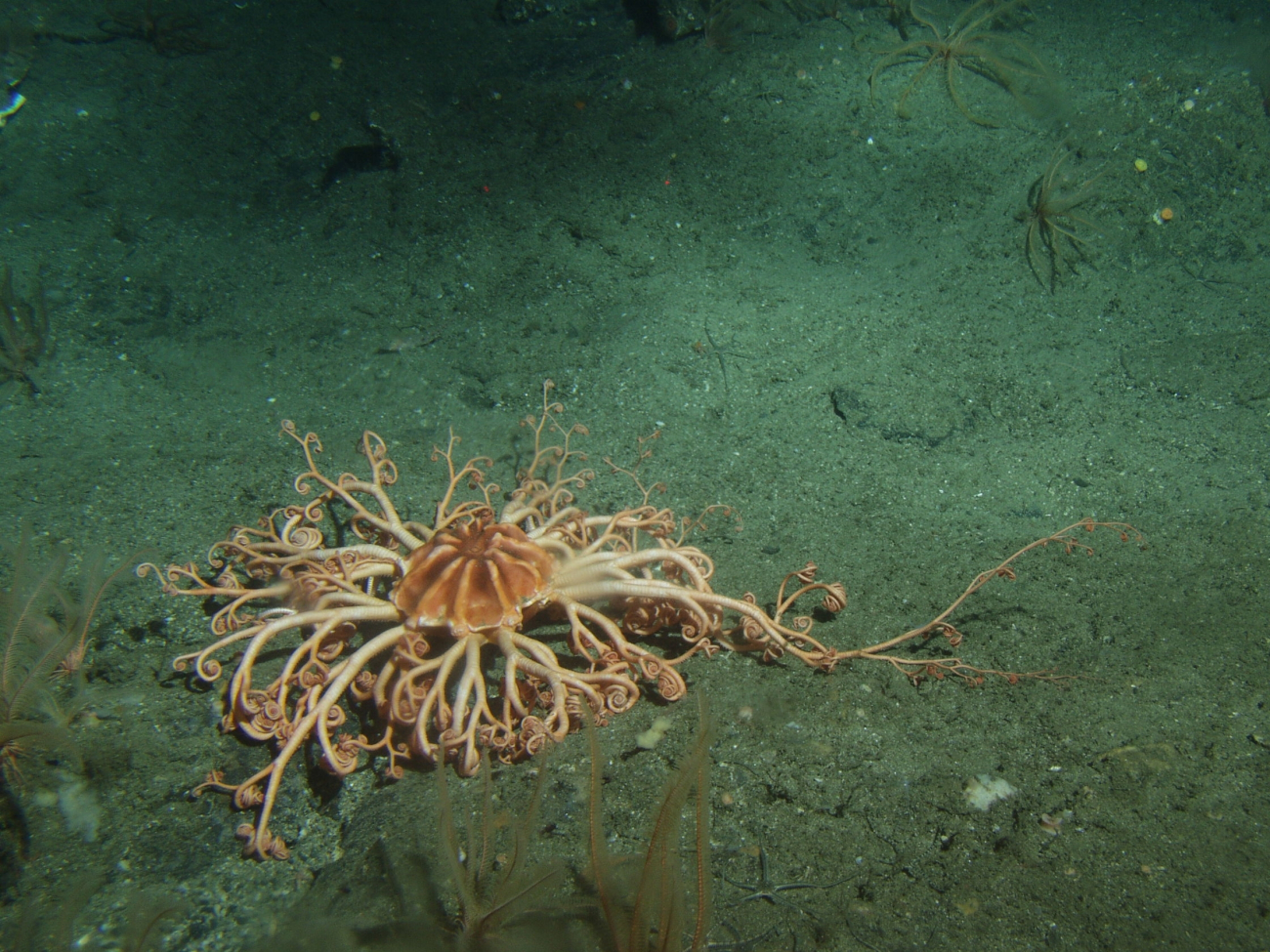 Basket sea star (Gorgonocephalus eucnemisin) soft bottom habitat