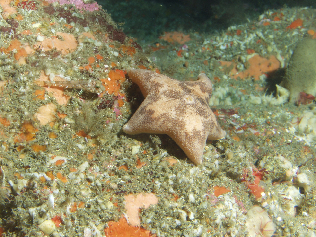 Cushion sea star (Pteraster tesselatus) in rocky reef habitat up close
