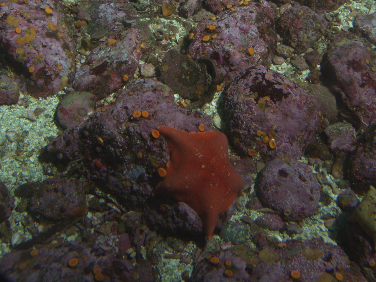 Bat sea star (Asterina minuita)up close on rocky reef covered withinvertebrates at 25 meters depth