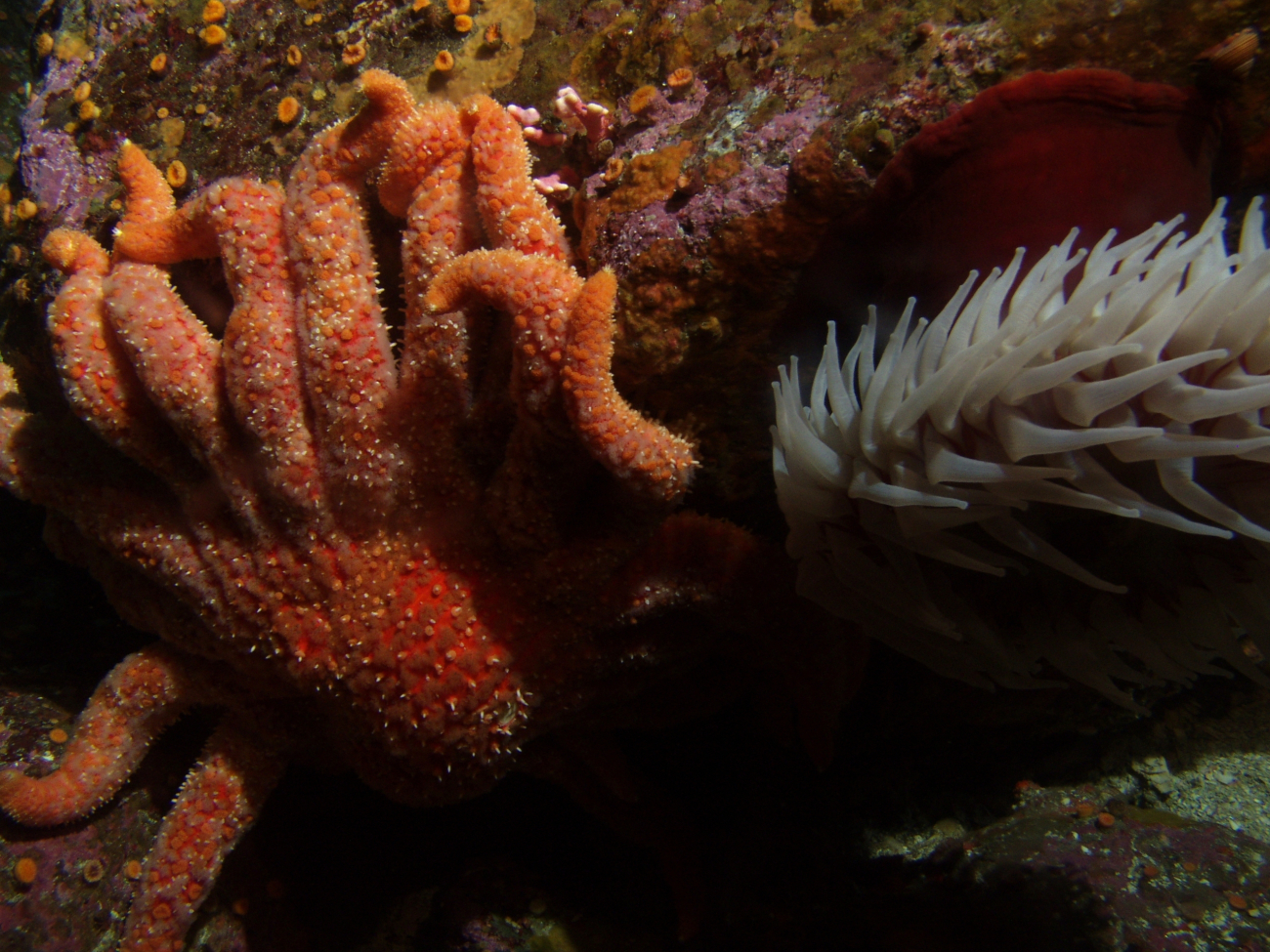 Sunflower sea star (Pycnopodia helianthoides) and fish eatingsea anemone up close at 30 meters depth