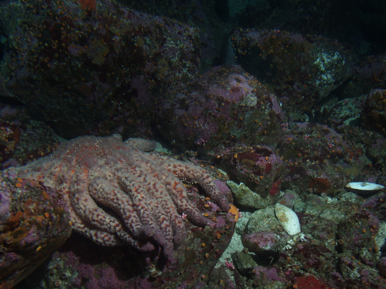 Sunflower sea star (Pycnopodia helianthoides) and shell hashin sandy boulder habitat at 30 meters depth
