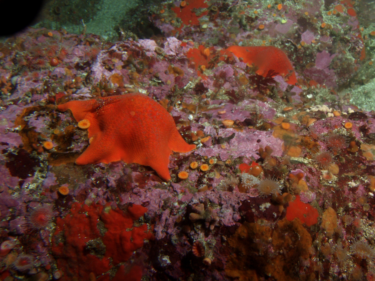 Bat Sea Stars (Asterina minuita) in rocky reef habitatat 31 meters depth