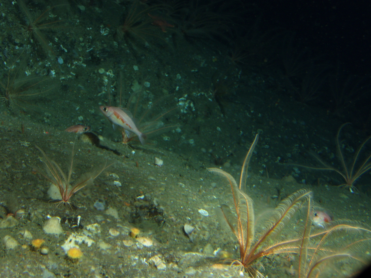 Pygmy  rockfish (Sebastes wilsoni) and feathered crinoids(Florometra serratissima) in boulder habitat at 74 meters depth